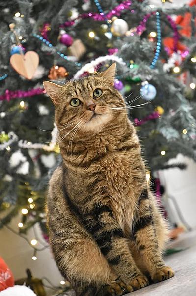 Kattenpraat