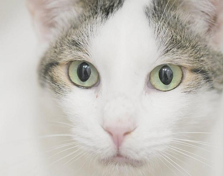 Kattenpraat