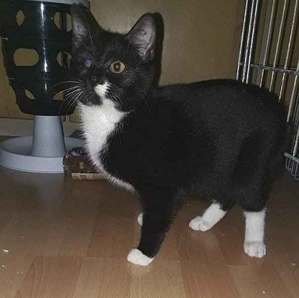 Kattenpraat
