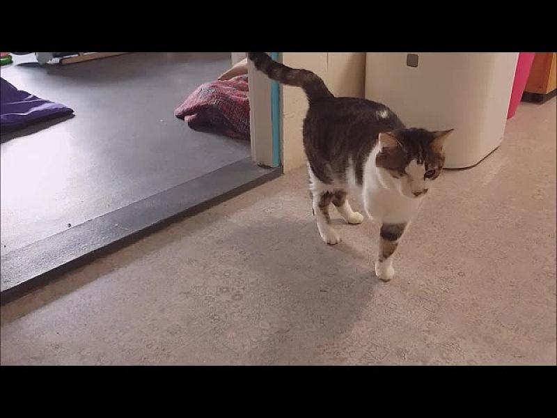 Kattenpraat