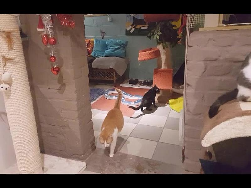 Kattenpraat
