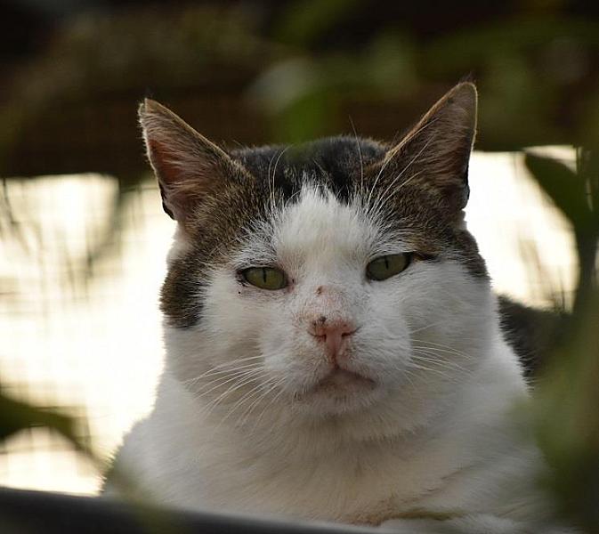 Kattenpraat