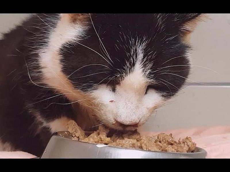 Kattenpraat