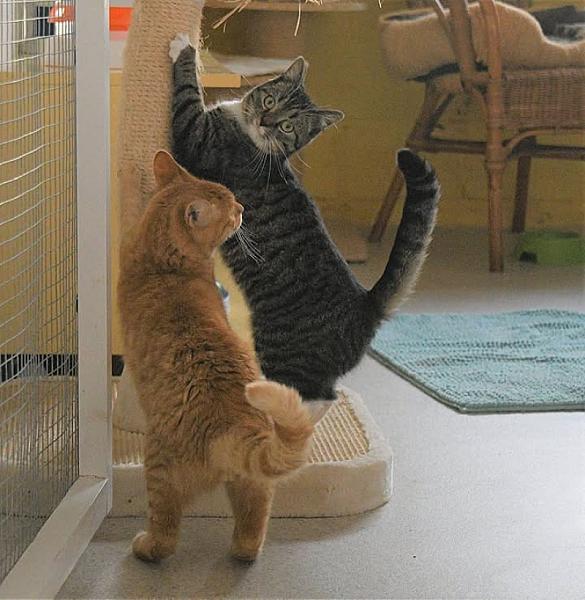 Kattenpraat