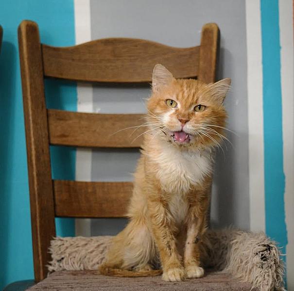 Kattenpraat