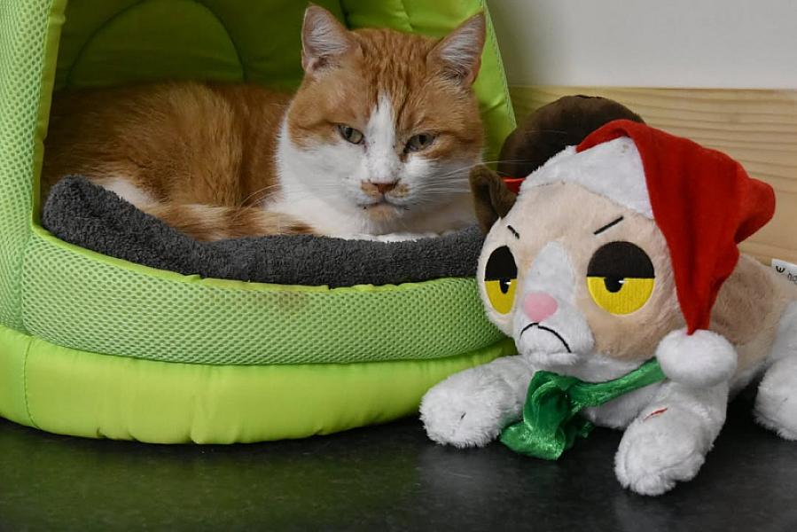 Kattenpraat