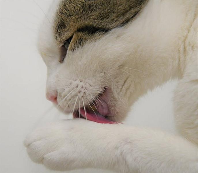 Kattenpraat