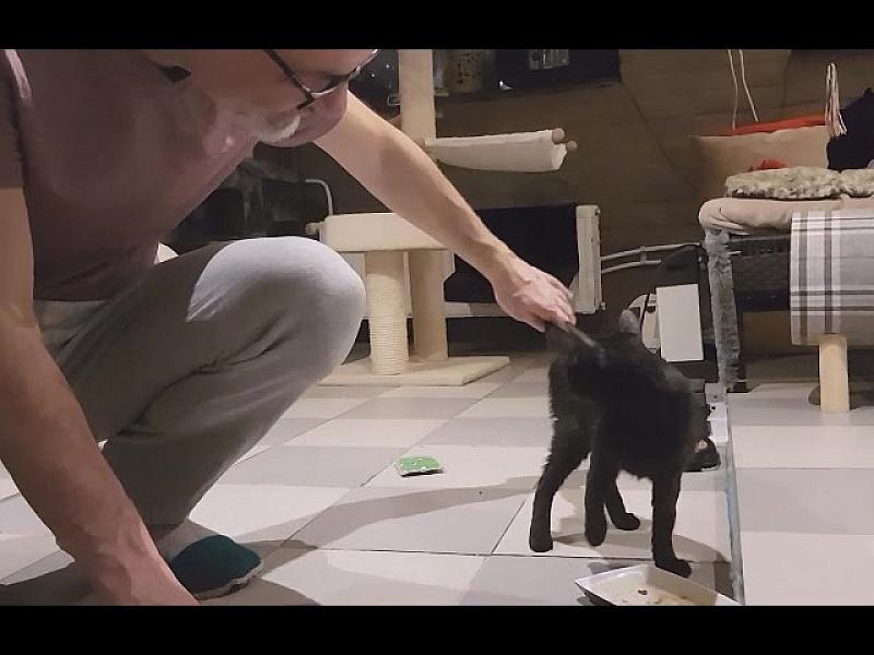 Kattenpraat