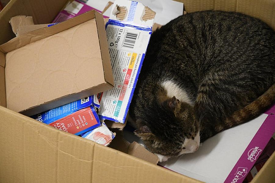 Kattenpraat