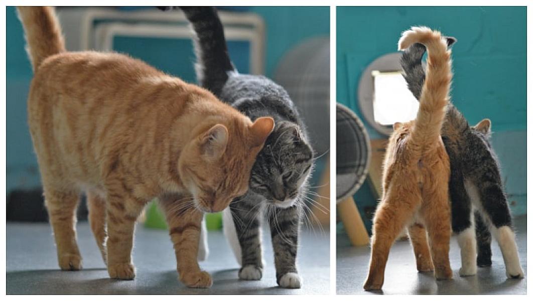Kattenpraat