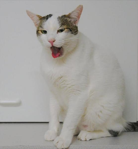 Kattenpraat
