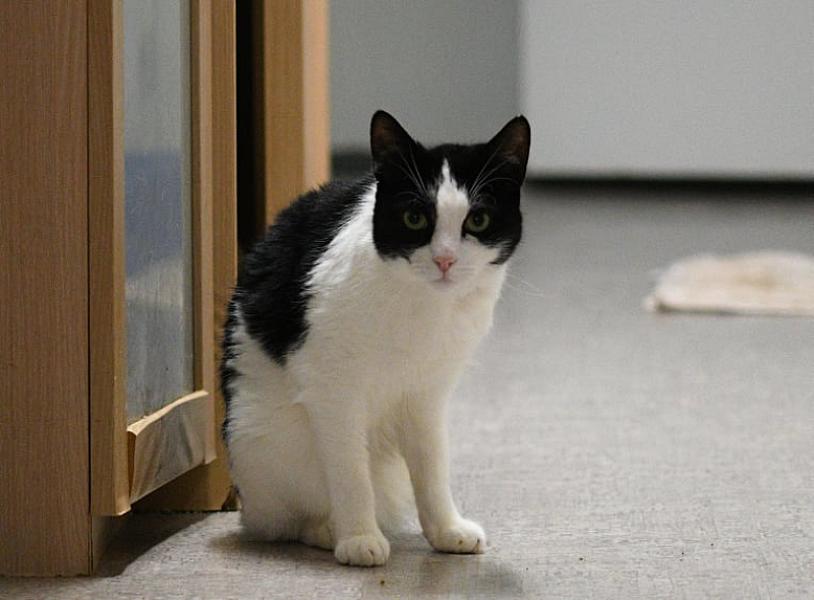 Kattenpraat