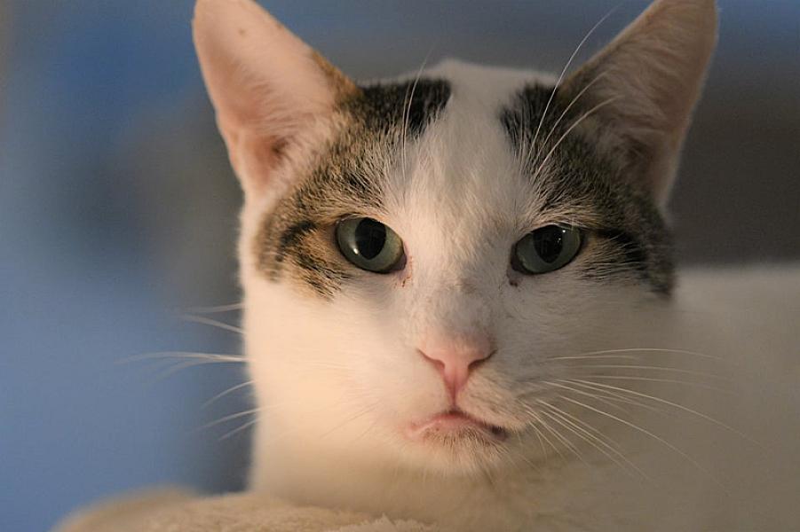 Kattenpraat