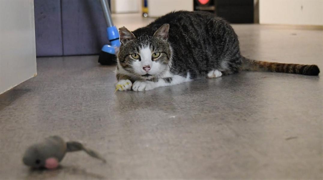 Kattenpraat