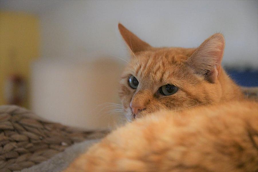 Kattenpraat