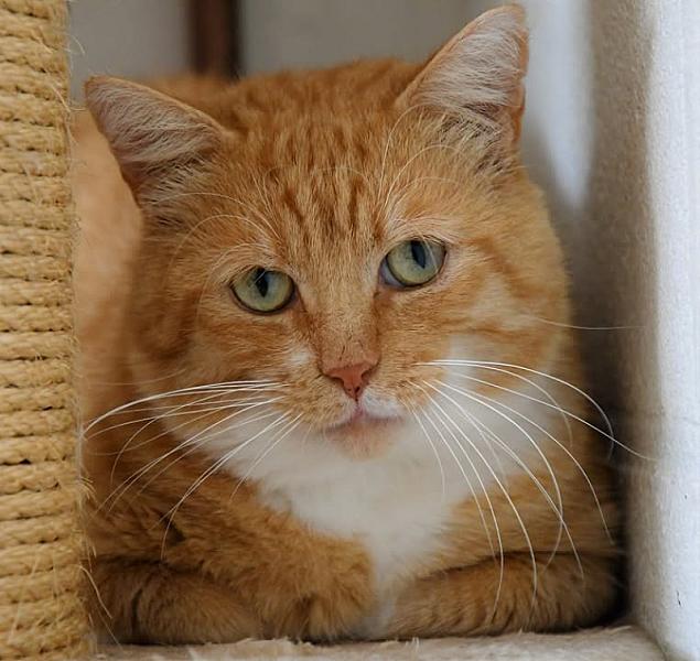 Kattenpraat