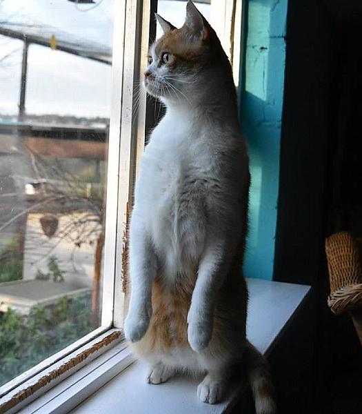 Kattenpraat