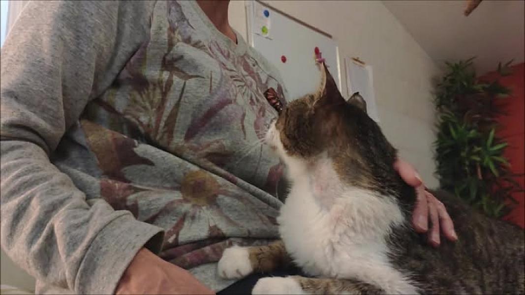 Kattenpraat