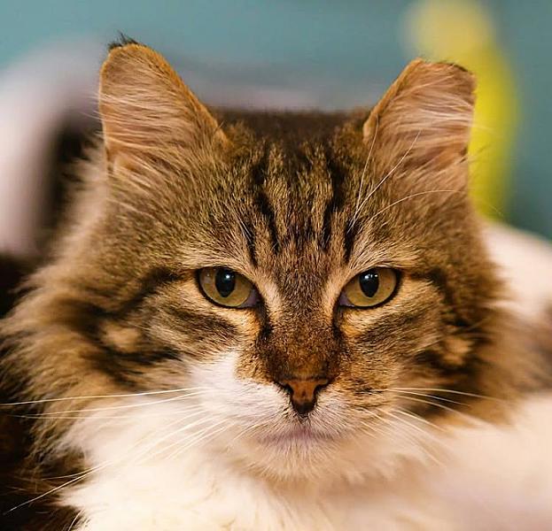 Kattenpraat