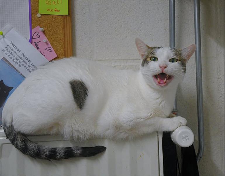 Kattenpraat