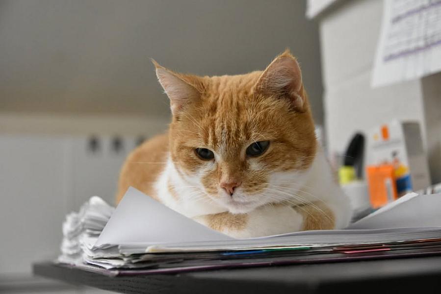Kattenpraat