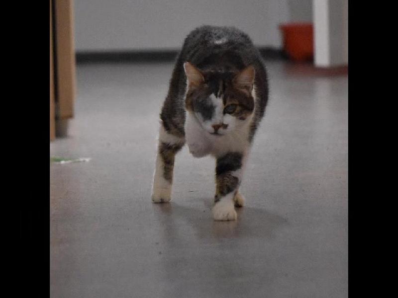 Kattenpraat