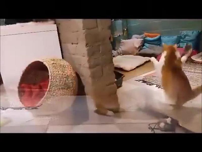 Kattenpraat