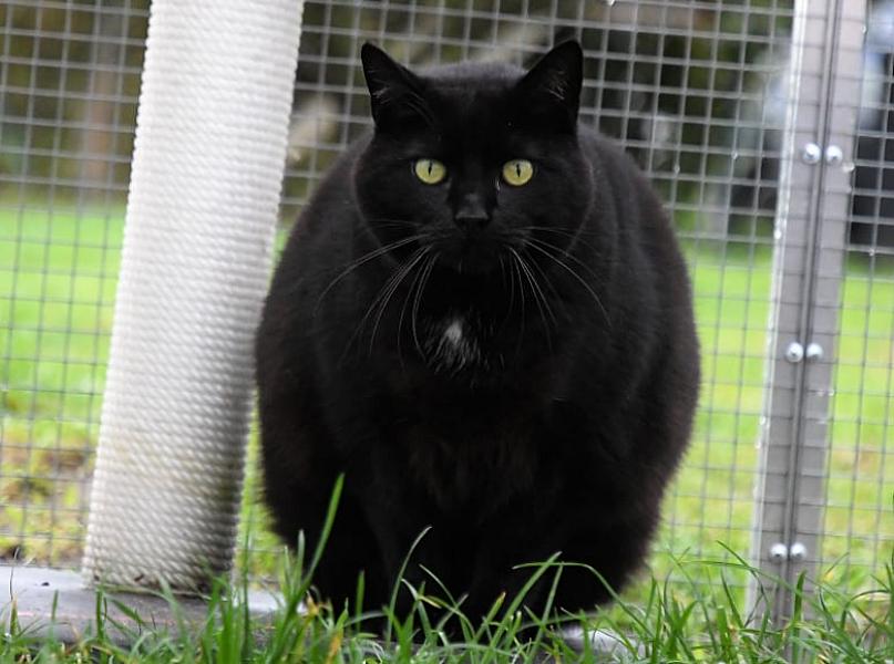 Kattenpraat