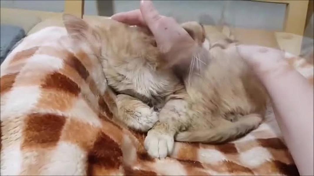 Kattenpraat