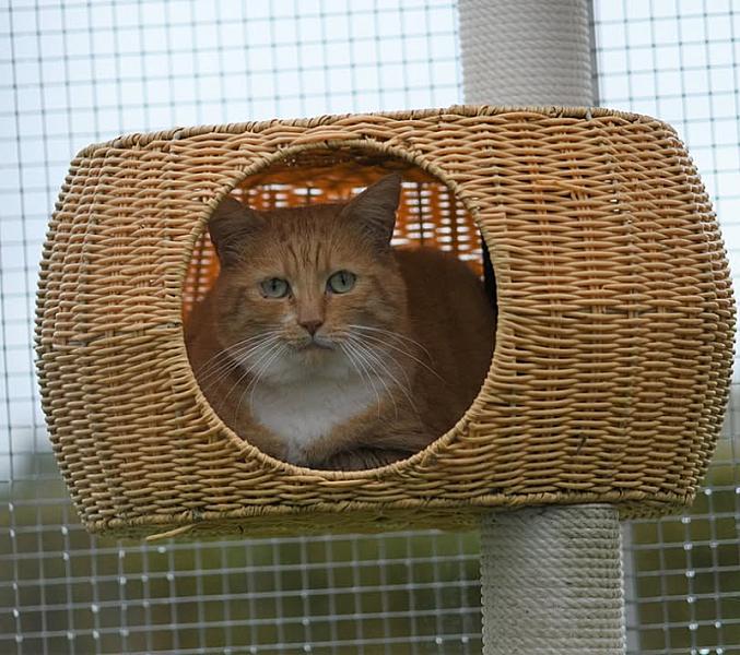 Kattenpraat