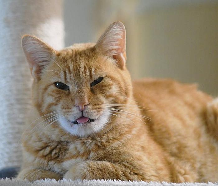 Kattenpraat