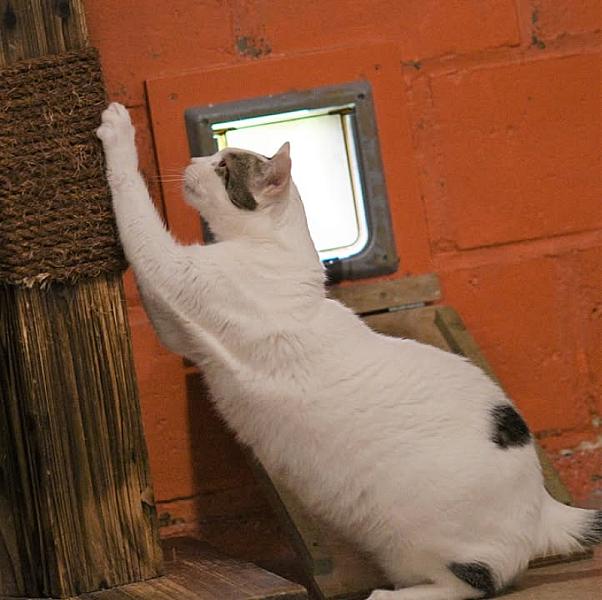 Kattenpraat