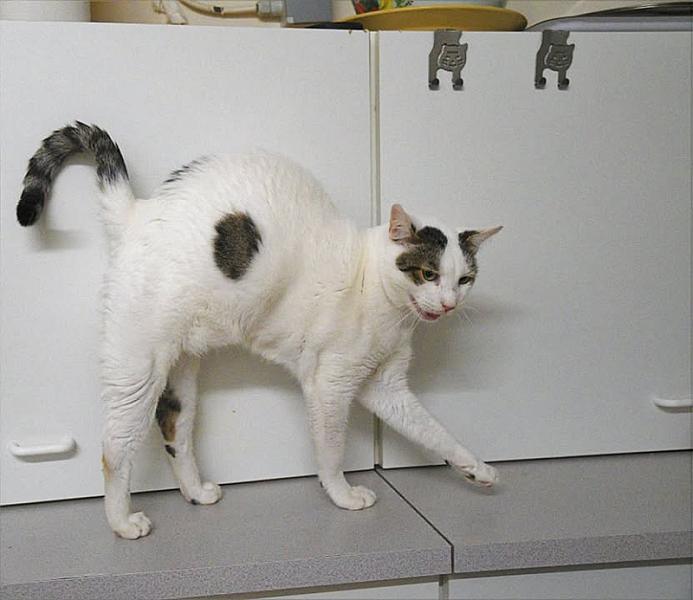 Kattenpraat