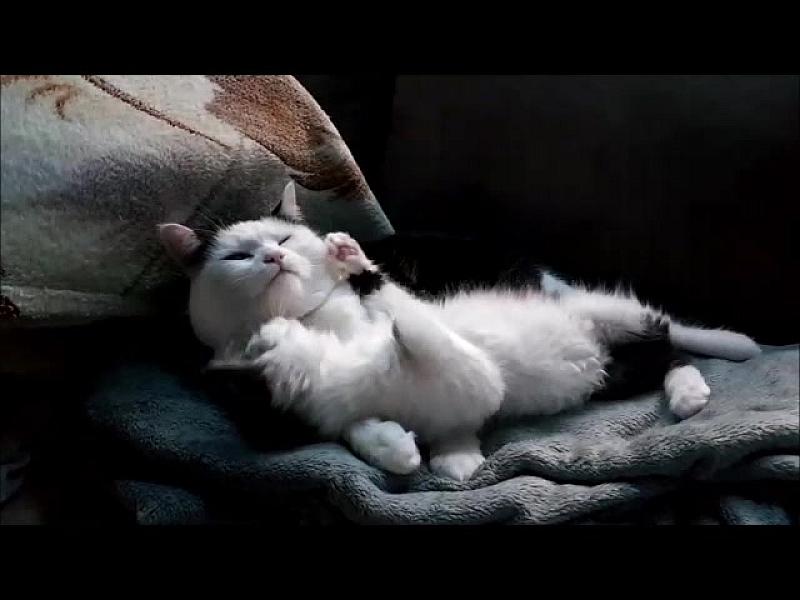 Kattenpraat