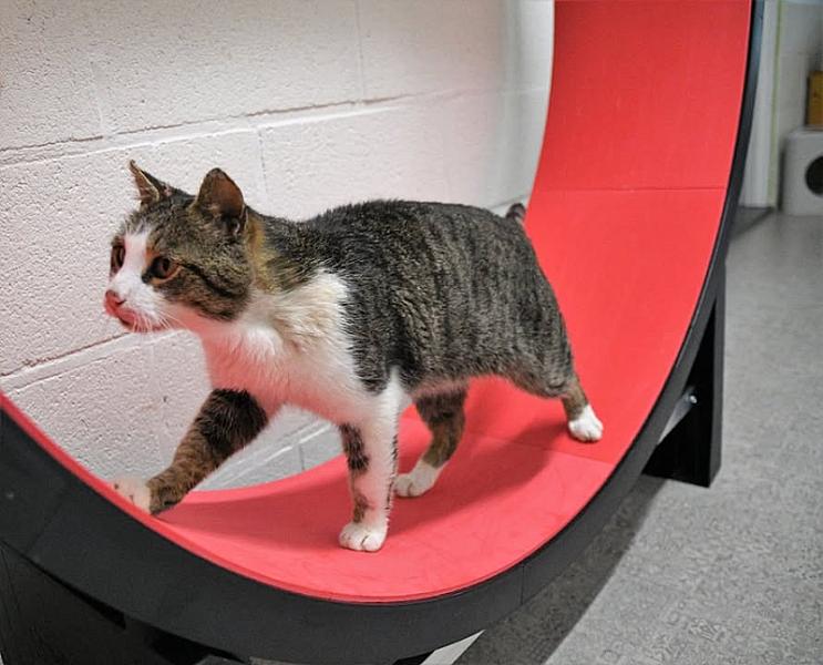 Kattenpraat