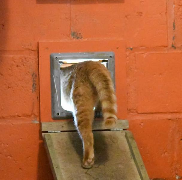 Kattenpraat