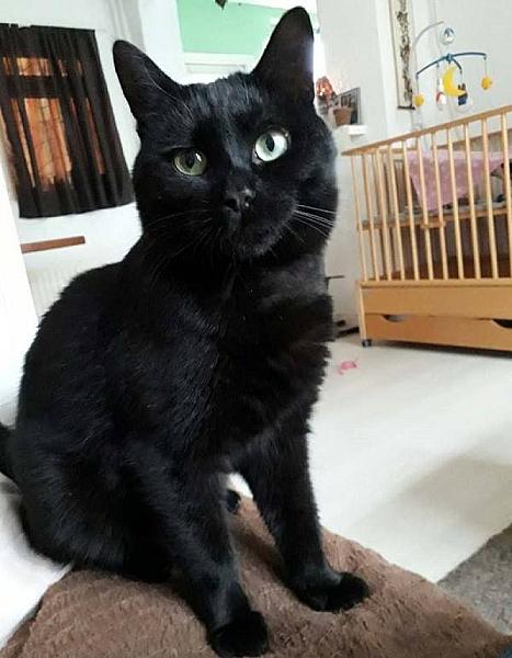 Kattenpraat