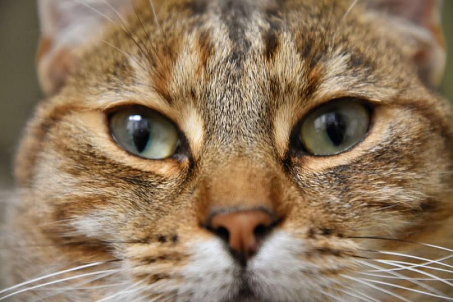 Kattenpraat
