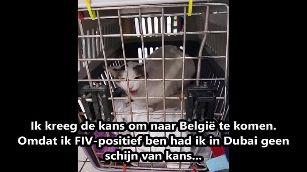 Kattenpraat