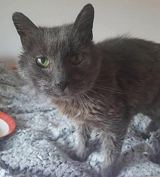 Kattenpraat
