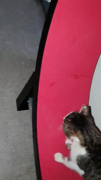 Kattenpraat