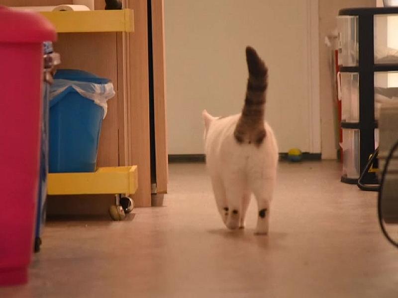 Kattenpraat