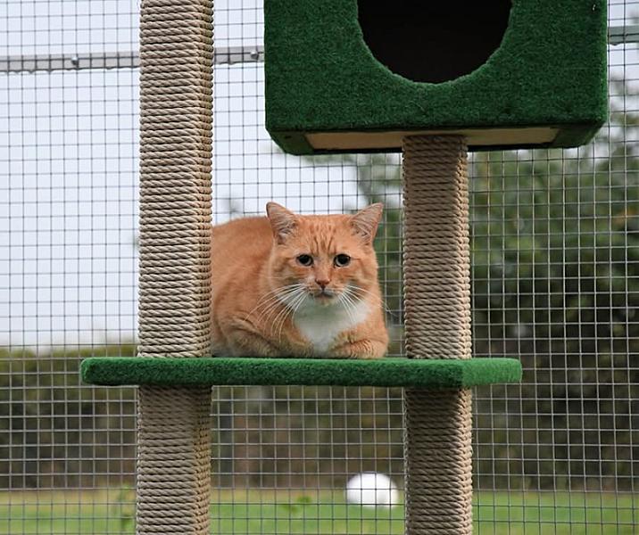 Kattenpraat