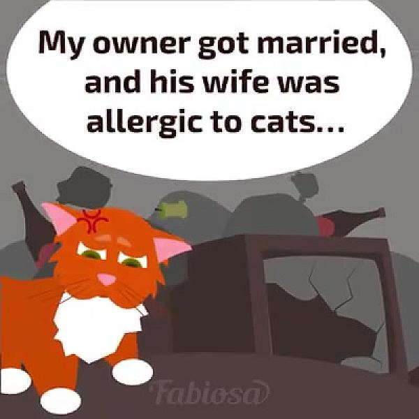 Kattenpraat