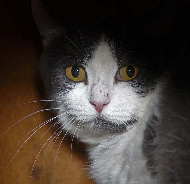 Kattenpraat