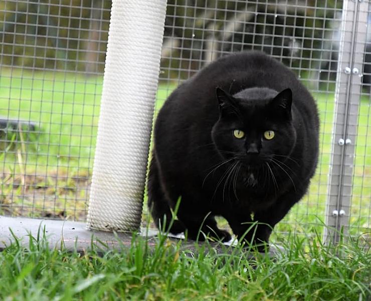 Kattenpraat