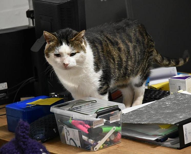 Kattenpraat