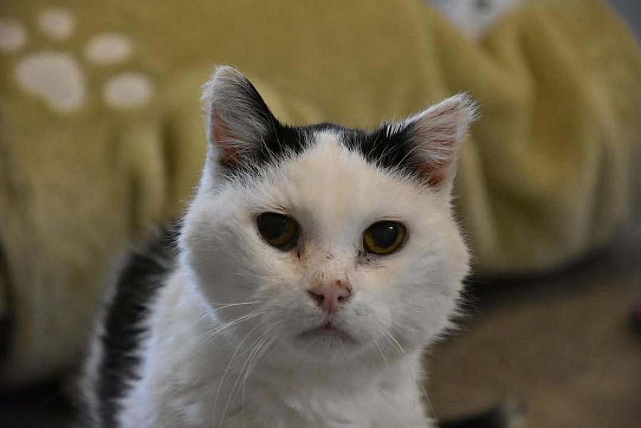 Kattenpraat