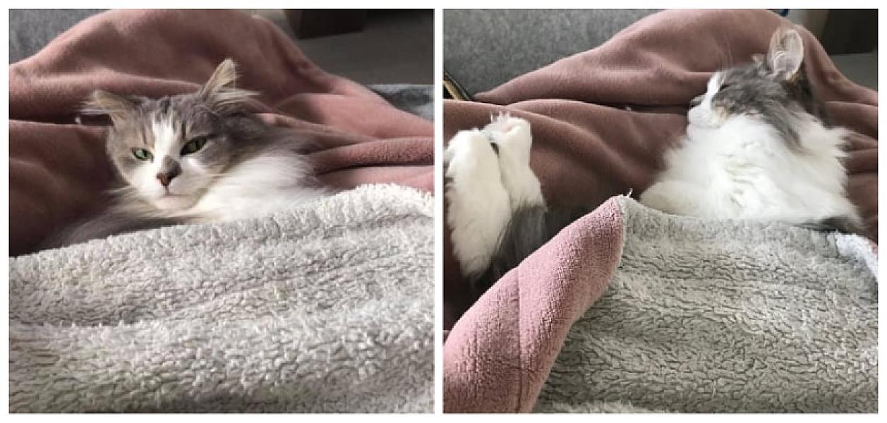Kattenpraat