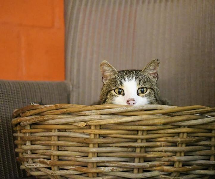 Kattenpraat